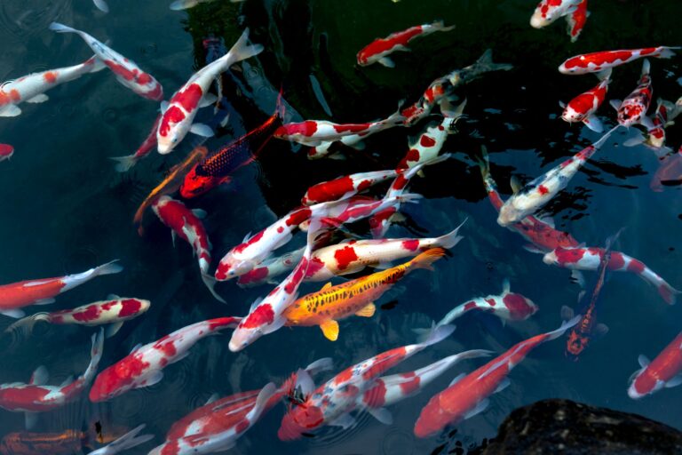 The Best Algae-Eating Fish For Your Farm Pond