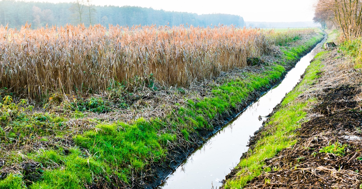A ditch contains still water. Fields with tall, dry grass are on either side of the ditch with a forest in the background.