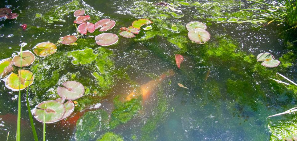 A dirty pond has algae growing on top and beside several lily pads. Orange fish swim under the algae in the water.