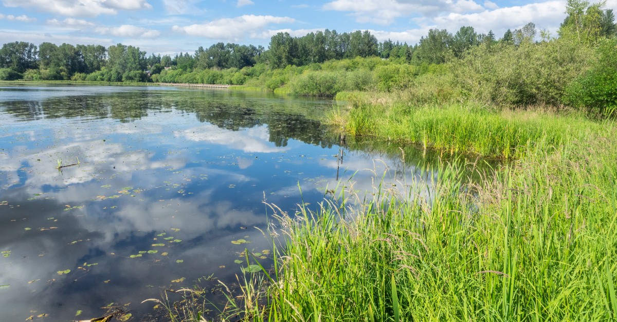 A large pond is filled with water and surrounded by grass and tall weeds. Mature trees appear behind the pond.