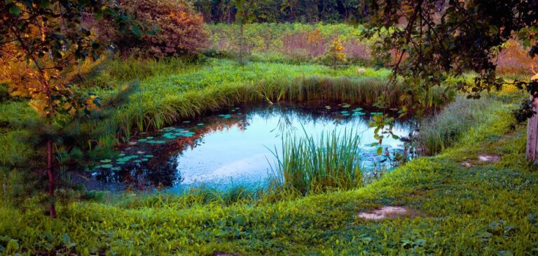 Do You Really Need a Liner for a Backyard Pond?