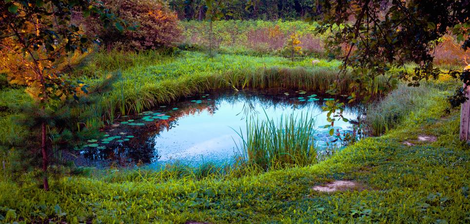small pond is surrounded by tall grass and has a path leading to it. Mature trees appear behind the pond.