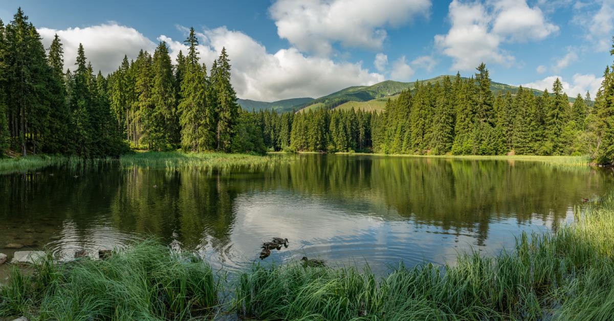 A beautiful, large lake is surrounded by tall grass and mature pine trees. A shallow rocky area has crystal clear water.