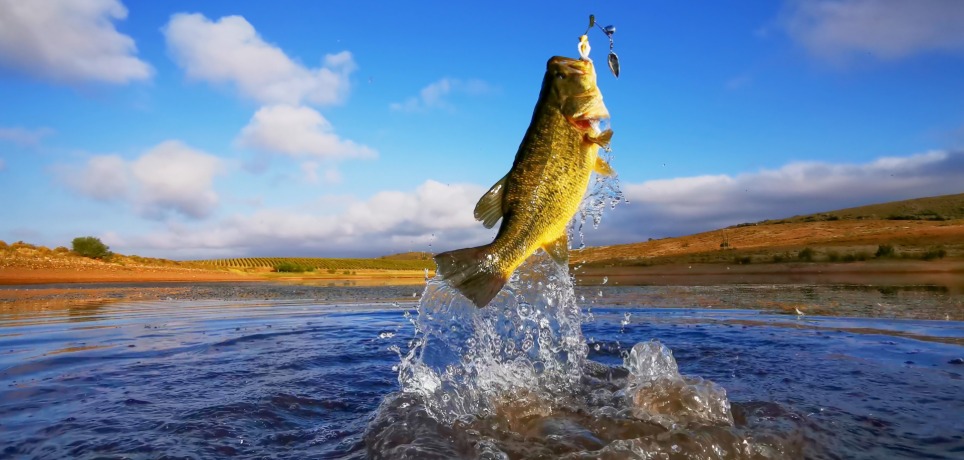 A large-mouth bass is jumping out of the water with its mouth wide open, trying to bite a fishing lure.