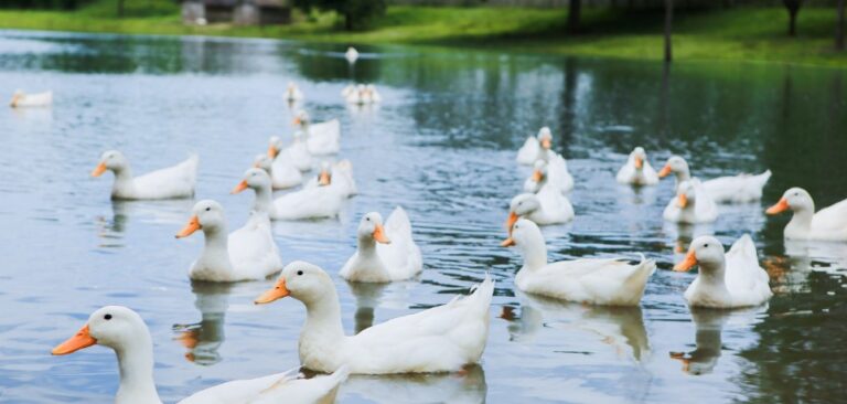 6 Signs Your Large Pond Needs a New Liner
